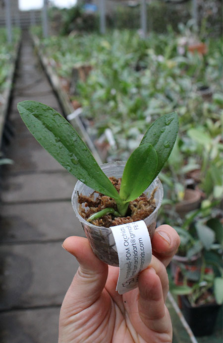 Phalaenopsis Ba-Shi Blackspot x Samera 'blue'.jpg