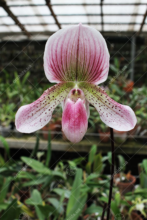Paphiopedilum niveum x Shin-Yi Heart.jpg