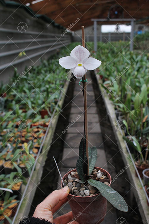 Paphiopedilum thaianum.jpg