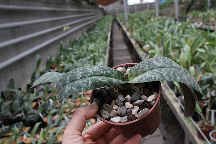 Paphiopedilum St Gratrix x Usuzuki.jpg