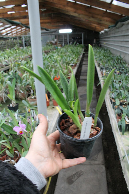 Cattleya moscombe x Brassavola nodosa.jpg