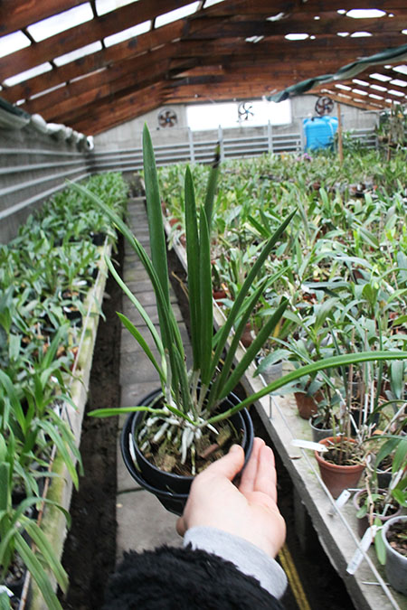 Brassavola nodosa.jpg