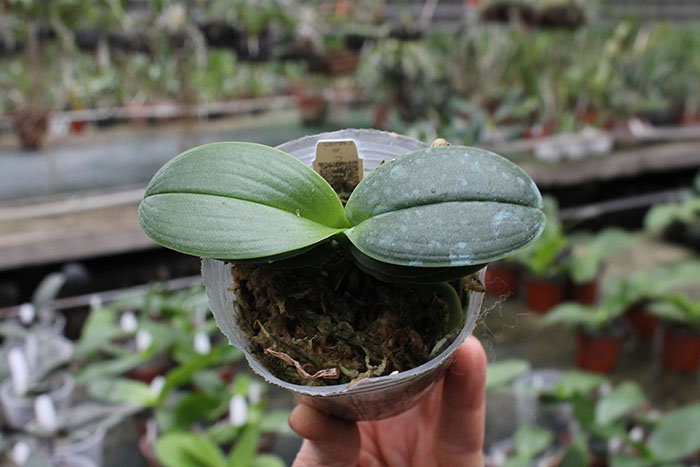 Phalaenopsis Liu's Rainbow alba 'Joseph Wu'.jpg