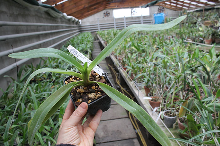 Paphiopedilum Jerry Spence.jpg