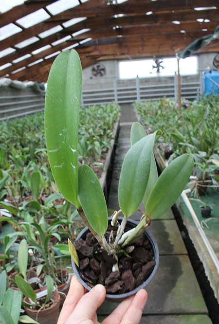 Brassolaeliocattleya Nobile's Tropicana 'TP09'.jpg