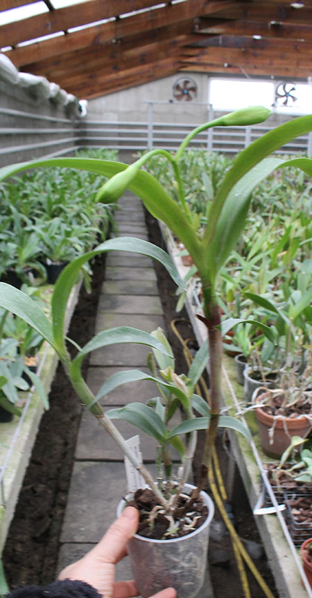 Epicattleya Rene Marques x Potinara Free Spirit.jpg