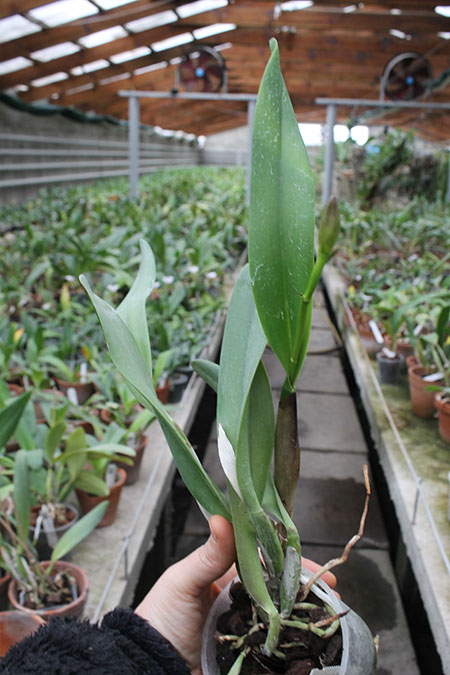 Rhyncholaeliocattleya (King Harold x Monroe Walk).jpg