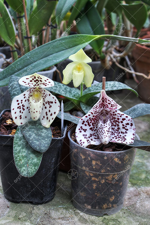 Paphiopedilum.jpg