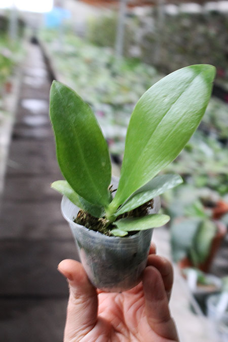 Phalaenopsis Pylo's Novelty (Mituo King Bellina #1 X Brother Ambo Passion 'OK').jpg