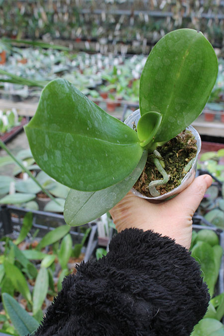 Phalaenopsis AL Redsun Queen 'Carribean Sunset' (clone).jpg