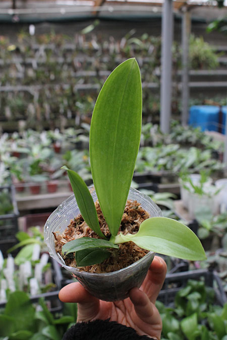 Phalaenopsis YangYang 'Blue Berry'.jpg