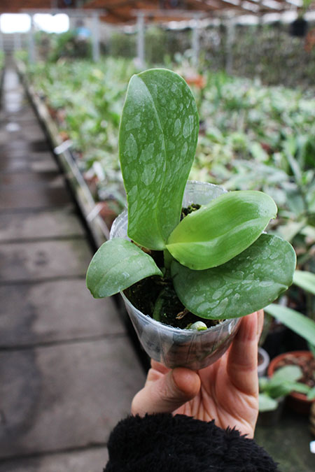 Phalaenopsis Jong's Gigan Cherry x Kingfisher's Dragon Wing.jpg