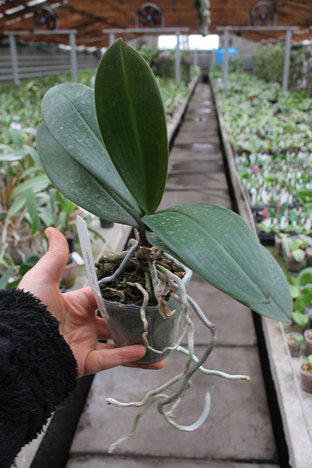 Phalaenopsis Ho's Amy Chistopher.jpg