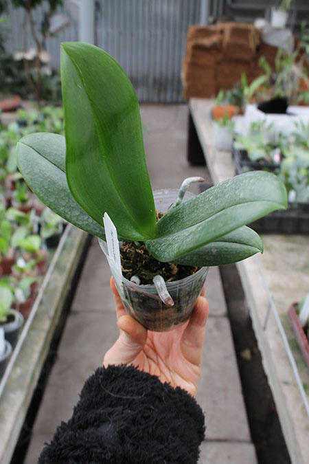 Phalaenopsis Formosa Cranberry.jpg