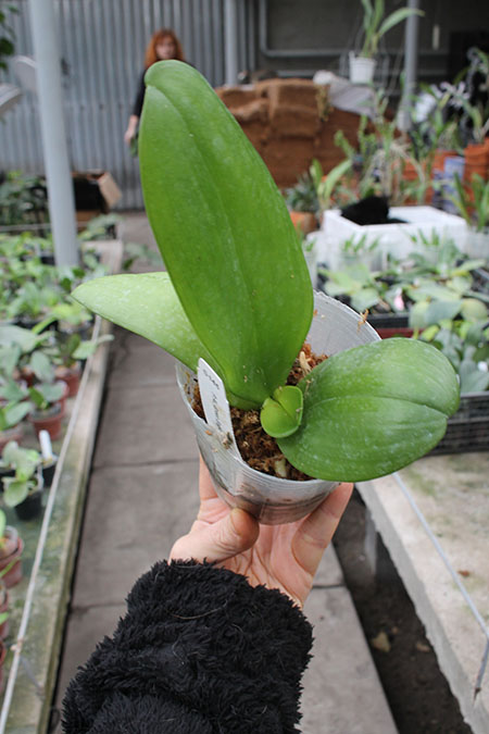 Phalaenopsis Al Green Eagle x Mituo Sun.jpg