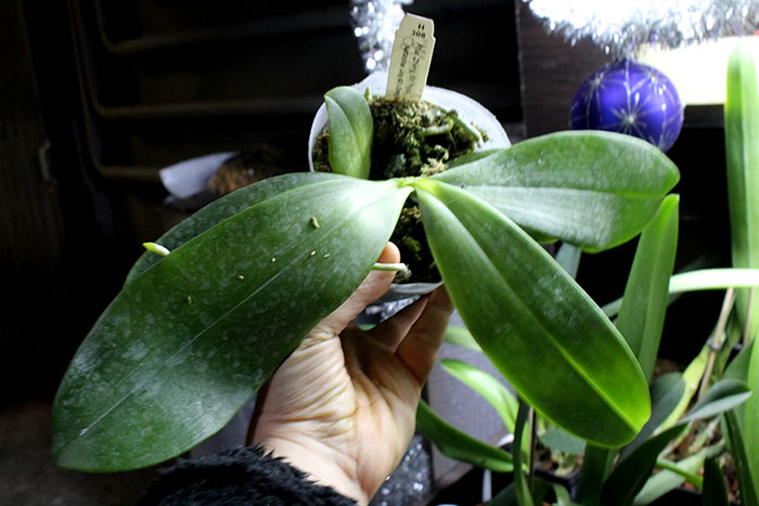 Phalaenopsis Zheng Min Fregata (Natasha 'Joy #3' x Zheng Min Brontosaurus 'Peter').jpg