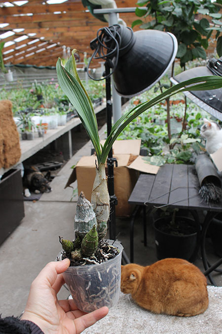 Catasetum tenebrosum.jpg