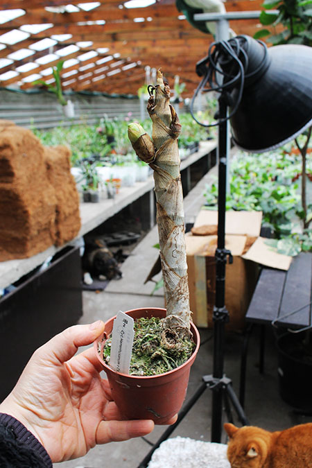 Cycnoches Golden Showers (herrenhusanum x chlorochilon).jpg