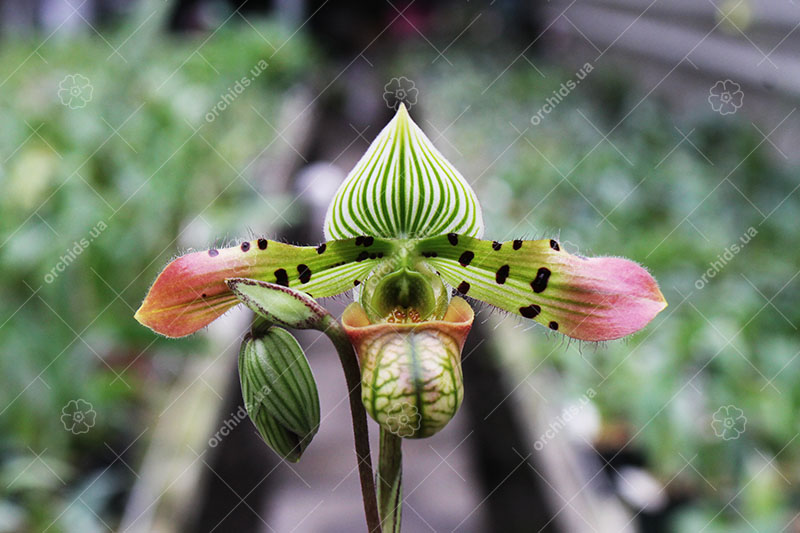 Paphiopedilum venustum x sib.jpg