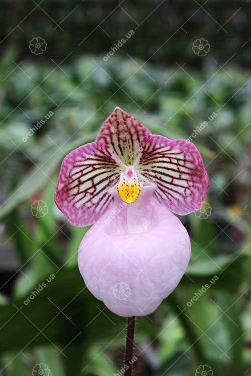 Paphiopedilum micranthum.jpg