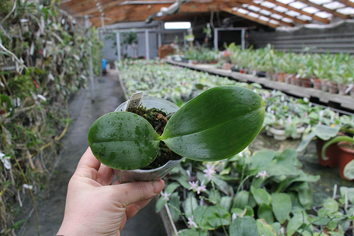 Phalaenopsis Satoru 'Joy' (Golden Peoker x Princess Kaiulani).jpg