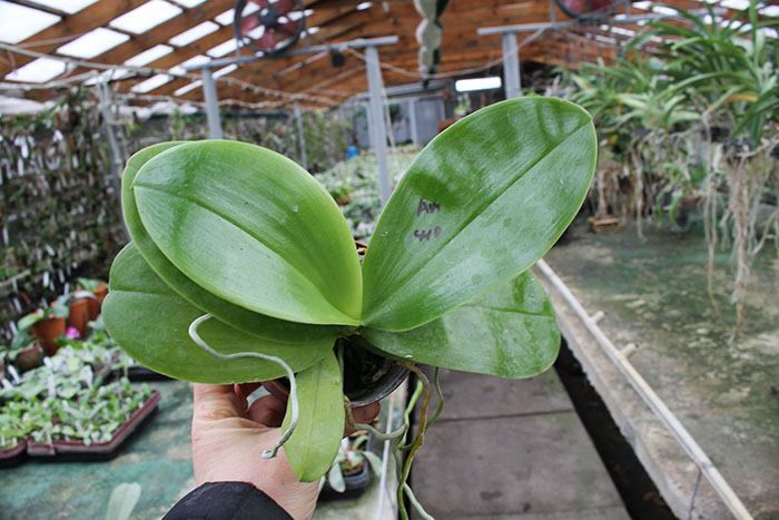 Phalaenopsis javanica x Ld's Bear Queen.jpg