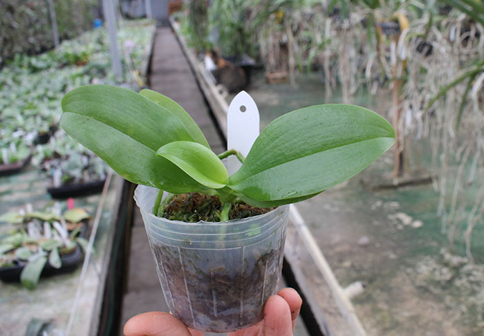 Phalaenopsis Chienlung Little Orange.jpg