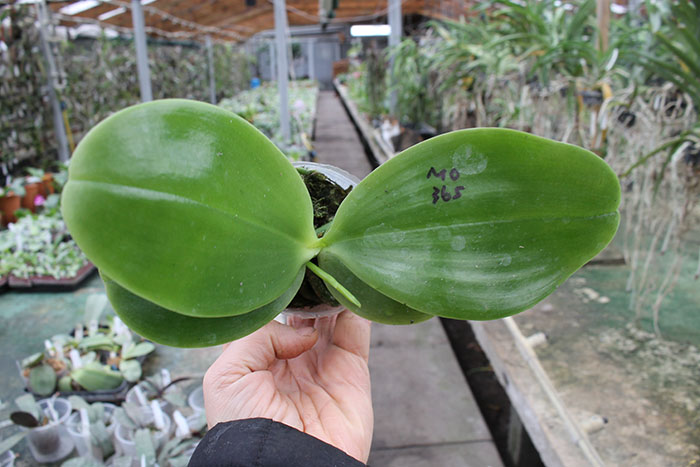 Phalaenopsis Ld's Bear King 'YK-7'.jpg