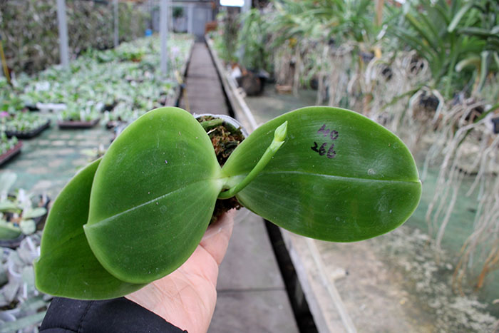 Phalaenipsis Mituo King Bellina 'Big R1'.jpg