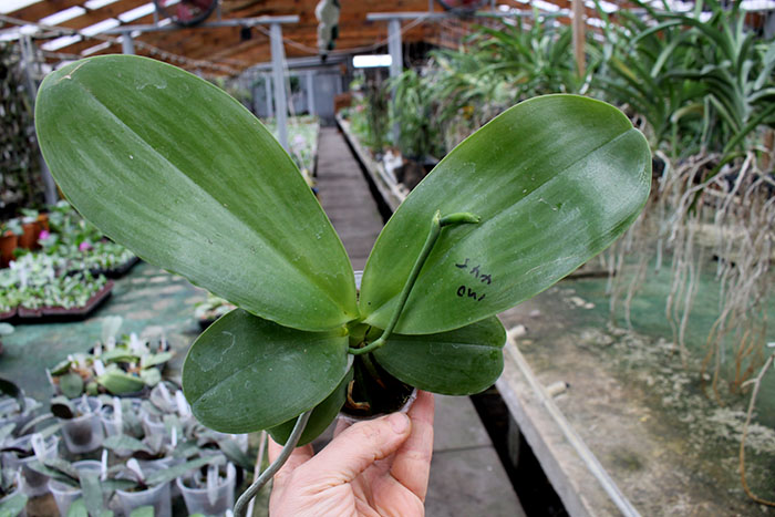 Phalaenopsis Ld's Bear King 'YK11'.jpg