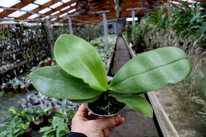 Phalaenopsis Lea Maria Salazar.jpg