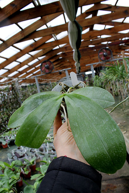 Phalaenopsis Nobby's Green Eagle x mannii black.jpg