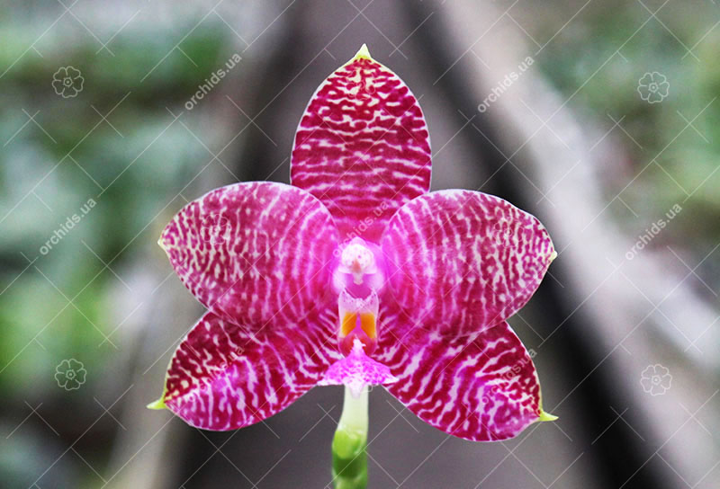 Phalaenopsis Hannover Parrion x Zheng Min Tyrannosaurus.jpg