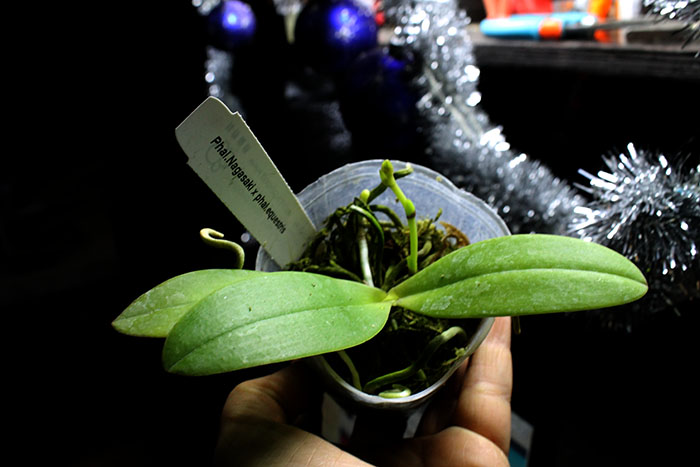 Phalaenopsis Nagasaki x equestris.jpg