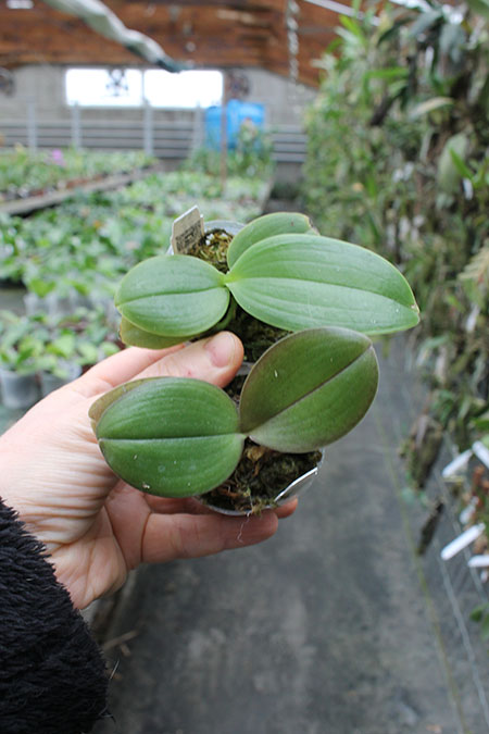 Phalaenopsis Joy Spring Venus x Joy Spring Canary 'Orange'.jpg