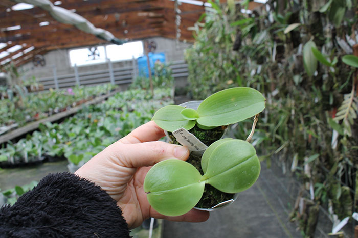 Phalaenopsis Joy Spring Tina x LD's Bear Queen.jpg