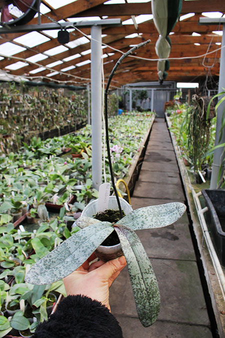 Phalaenopsis celebensis.jpg