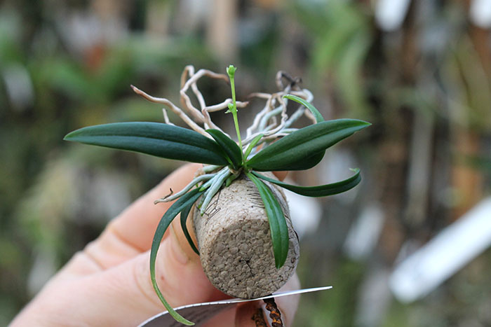 Chytroglossa aurata.jpg