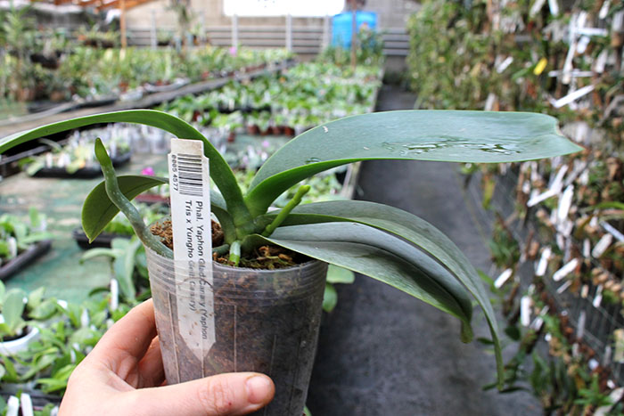 Phalaenopsis Yaphon Glad Canary.jpg