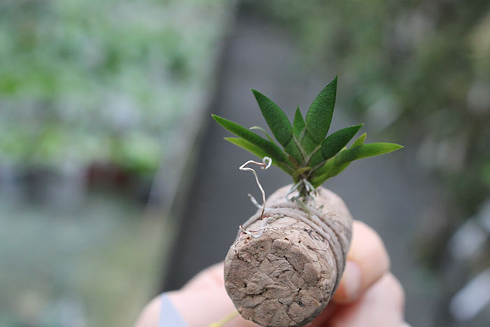 Macroclinium manabinum.jpg