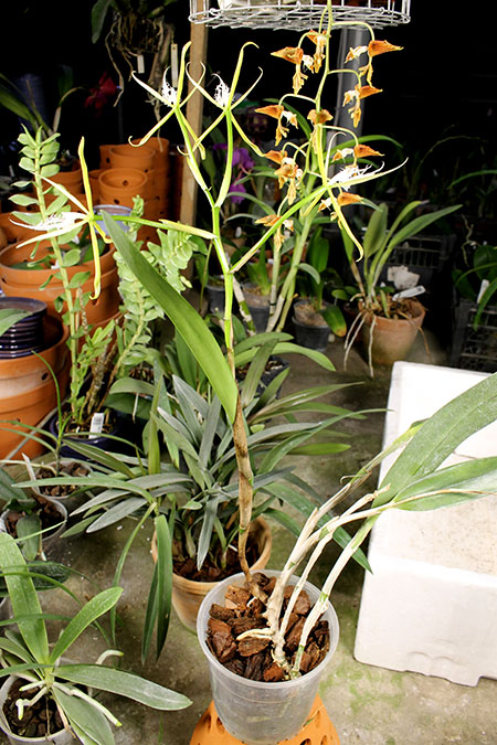 Coilostylis ciliaris.jpg