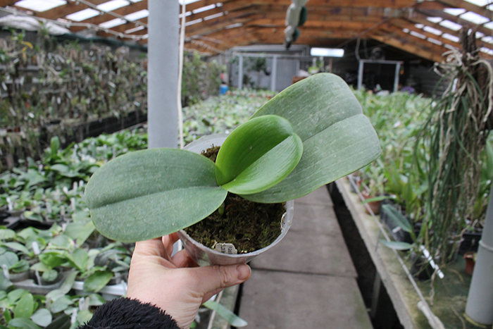 Phalaenopsis Gold Sun x LDS Bear King 'red'.jpg