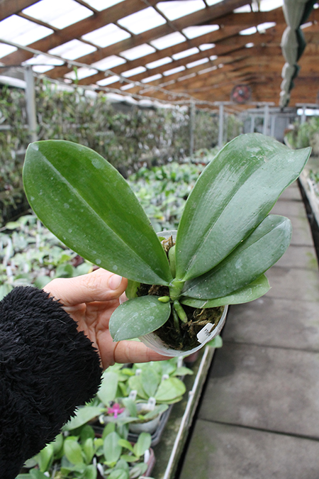 Phalaenopsis Tying Shin Fly Eagle 'TS-66'.jpg