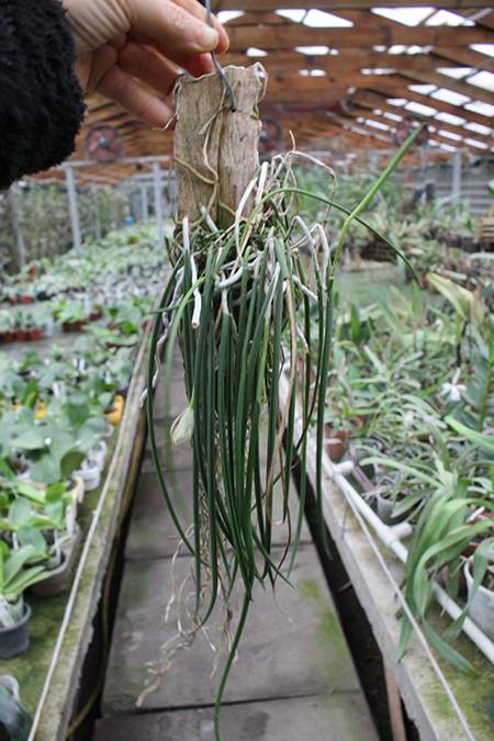 Brassavola Little Star x Laelia perrinii.jpg