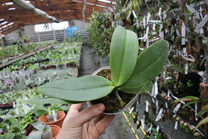 Phalaenopsis Ho's Green Marble '#1' x Chang Maw Evergreen 'U-Bix'.jpg