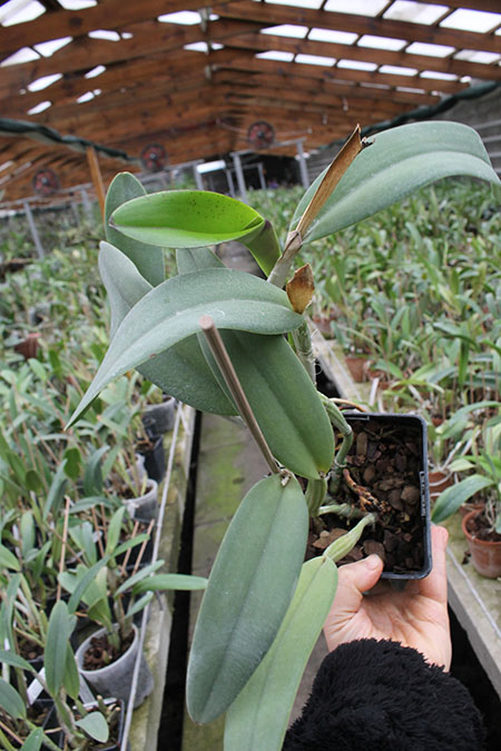 Cattleya lueddemanniana alba 'OMG' x Cattleya lueddemanniana coerulea 'Siquesique'.jpg