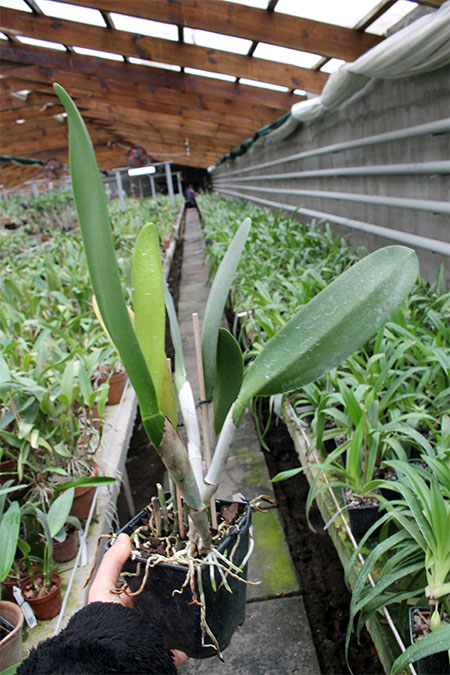 Cattleya Moscombe x (Brassolaeliocattleya Ports of Paradise 'Emerald Isle' x Brassavola digbyana 'Mr Pig').jpg