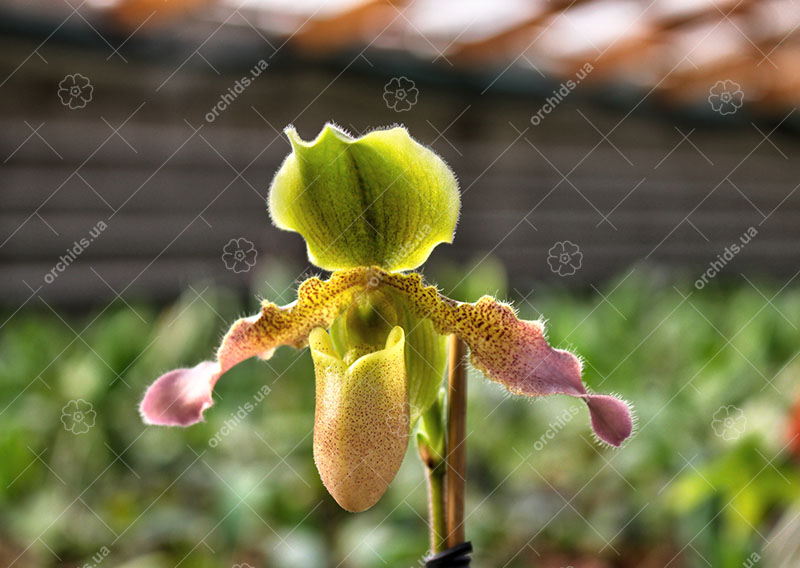 Paphiopedilum primulinum x hirsutissimum.jpg