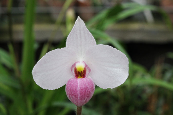 Paphiopedilum delenatii.jpg