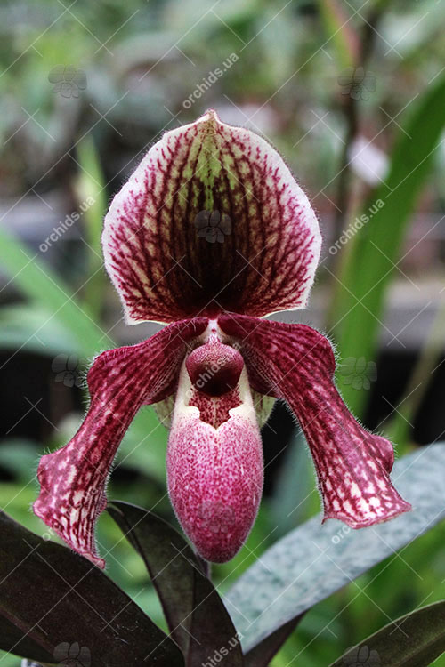 Paphiopedilum glaucophyllum x bellatulum.jpg